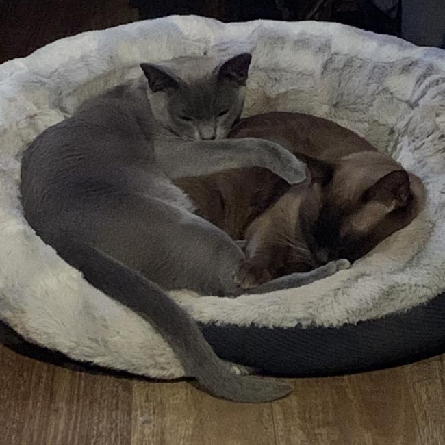 Zekie (blue) aged 7 months and Bentley (chocolate) aged 3-and-a half. Brothers from different mothers. Picture: Jane Withers