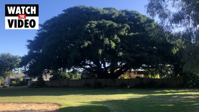 Moreton Bay fig at Wellington Point