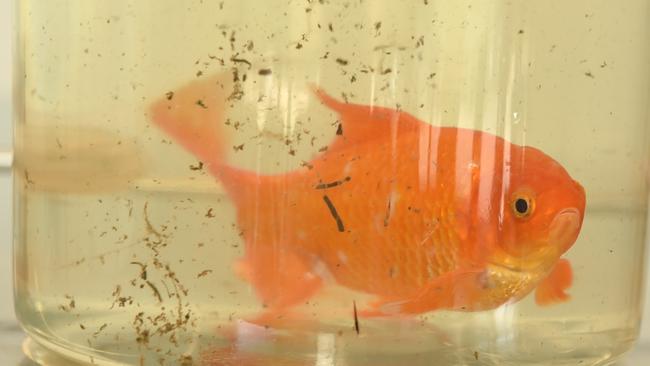 Bubbles had surgery at JCU Vet to remove a tumour. Picture: Evan Morgan