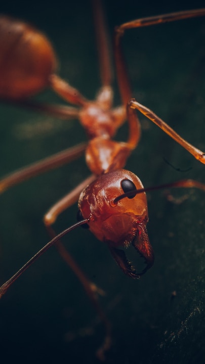 Floodwaters reveal out of control fire ants