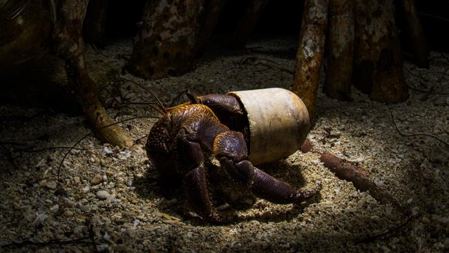 HANDOUT FOR WINNERS OF THE MANGROVE PHOTOGRAPHY AWARDS 2023 // Pictured: The Theatre of Plastic. Malaysia. A land hermit crab wanders around at night, close to the beach of Pom Pom island, Sabah, using a plastic deodorant plug instead of a shell. 'Pom Pom island is a violated paradise, where the small island and its coral reef are continuously raped by tons of plastic material coming from nearby Bornean shores, especially from Semporna city. When I found this poor hermit crabÃ¢â¬Â¦ I knew I found my sad ambassador for this terrible human problem.'Hermit crabs rely on empty shells for shelter and protection. Plastic debris, including bottle caps and other discarded items, can sometimes resemble shells. Hermit crabs may attempt to inhabit these unnatural 'shells,' which do not provide the necessary protection and can hinder their growth and survival.Marine animals often mistake plastic debris for food. This can lead to ingestion, which can cause internal injuries, blockages, and malnutrition. Discarded fishing nets, lines, and other plastic debris can entangle and trap marine animals, leading to injury, drowning, or suffocation. Seabirds, seals, sea lions, and sea turtles are common victims of entanglement. // CREDIT: Emanuele Biggi
