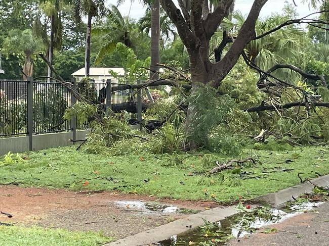 Tropical Cyclone Kirrily 2024: Trees fallen across the suburb of Kelso.