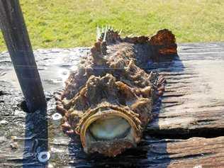 BIG FISH: This stonefish was about 6kg heavy and 50cm long. Picture: Contributed