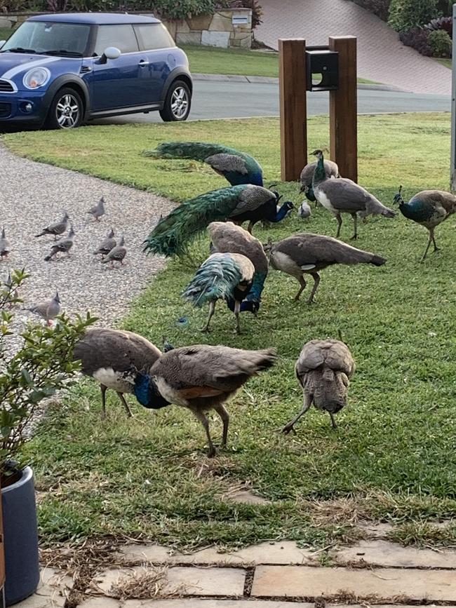 The peacock colony in Mackenzie has grown to about 30 birds. Picture: Remko Bijker