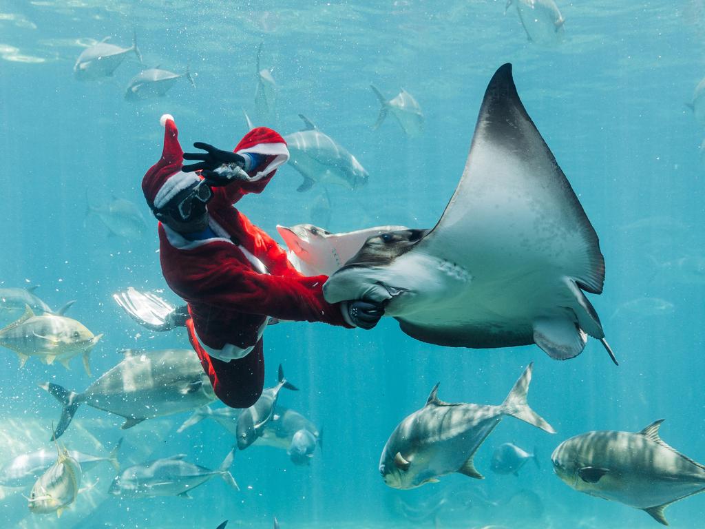 South African aquarist Senzo Gumede dressed as Santa Claus feeds an Eagle Ray fish during a show at Africa's largest marine park. Picture: Rajesh Jantilal/AFP