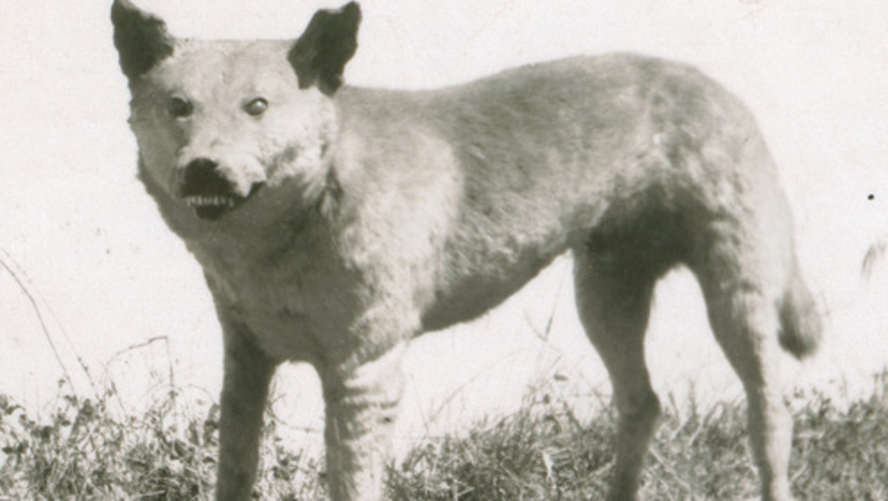 Tantanoola Tiger: The mystery of murderous Australian animal