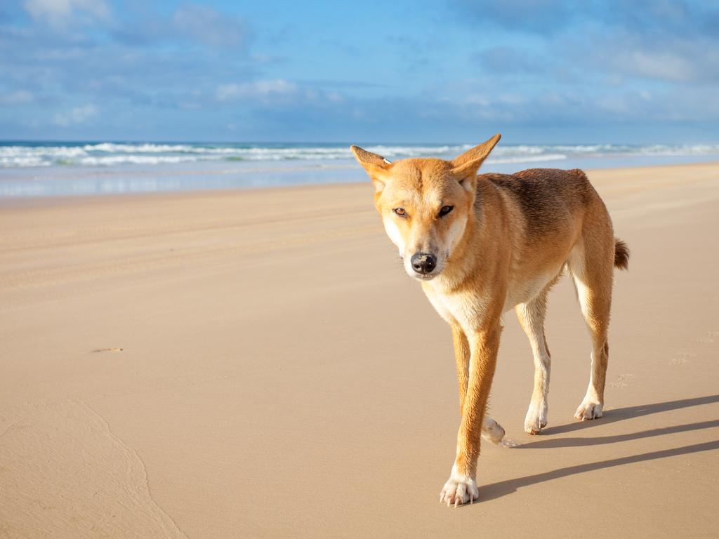 Three people were treated at the Happy Valley ambulance station after reported dingo bites on Tuesday afternoon.