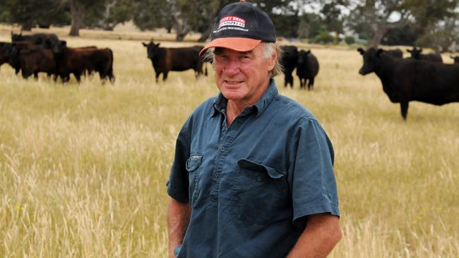 Hamilton, Jan 15: Angus heifers soar to 294c/kg | The Weekly Times