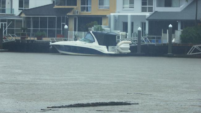 No it’s not a crocodile, but logs washing out the Coomera river. Picture: Glenn Hampson