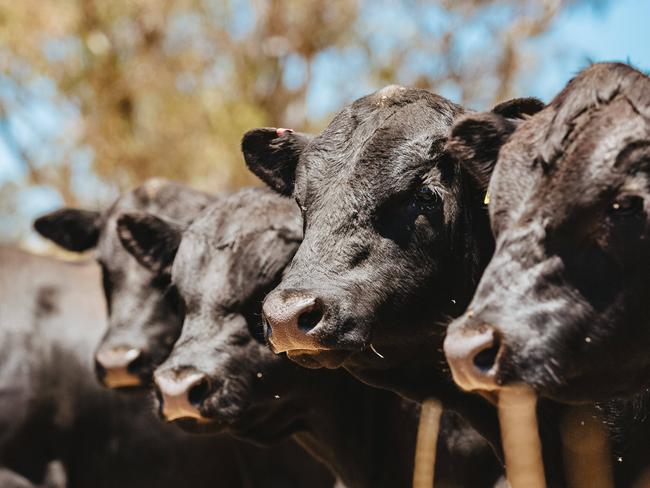 Lawson Angus Bull Preview Photo by Chloe Smith  Photo by Chloe Smith.