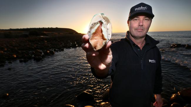 Out of his shellL David Connell of Yumbah Aquaculture, which produces abalone on Kangaroo Island in South Australia. Picture: Kelly Barnes.