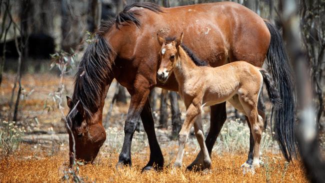 An apparent change in Parks Victoria’s land management plan could help save the animals from being culled. Picture: Mark Stewart