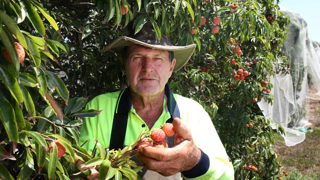 Mareeba lychee farmer Mal Everett picking fruit on the farm PICTURE: ANNA ROGERS