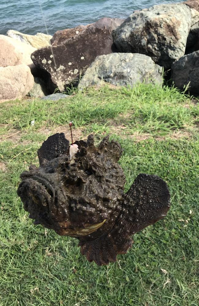 A stonefish caught at the Gold Coast Seaway. Picture: Josh Price