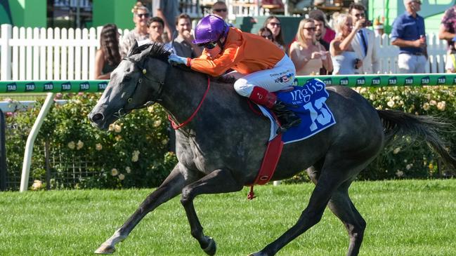 El Morzillo will be an exciting Queensland winter carnival player. Picture: Racing Photos via Getty Images