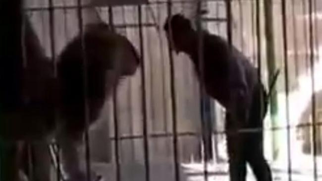 Horrifying moment animal tamer is fatally savaged by a lion in Egypt |   — Australia's leading news site