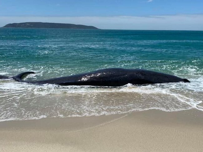 Sperm whale beached off Flinders Island. Picture: Meree Barber.