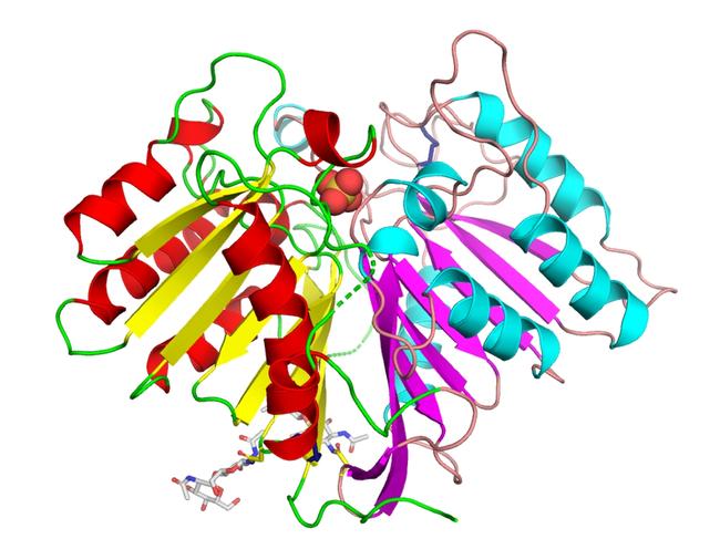 The researchers were able to reveal the precise three-dimensional structure of the PLD3 enzyme. Image: St Vincent’s Institute of Medical Research,