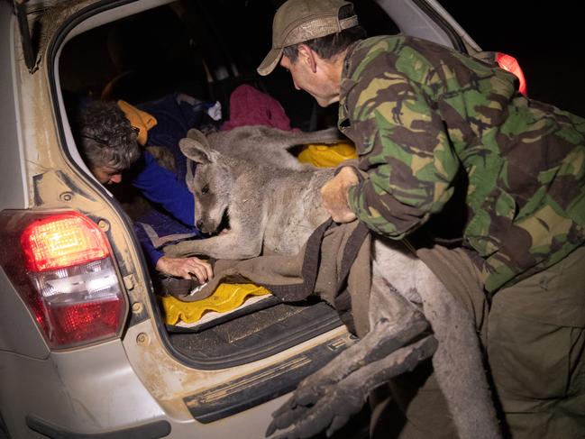 Wildlife rescuers load a bushfire burned kangaroo for transport to the Possumwood Wildlife recovery centre earlier this month. Dart gun specialist Marcus Fillinger had tranquillised the male kangaroo with a dart after seeing the wounded animal at a fire-scorched Koala reserve. Picture: John Moore