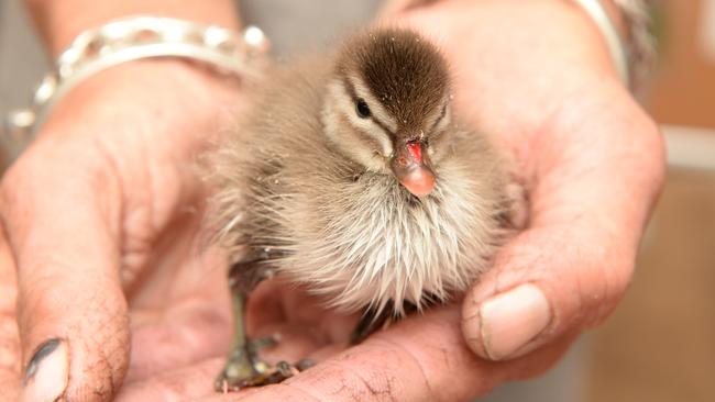 Dozens of ducklings have also been taken to South Oakleigh Wildlife Shelter. Picture: Lawrence Pinder