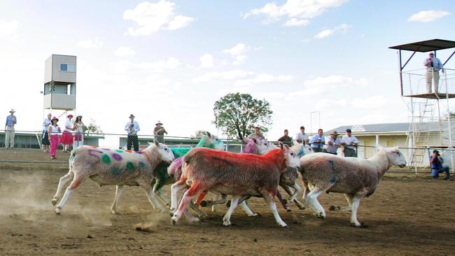 A sheep race takes place at Come By Chance Picnic Races.