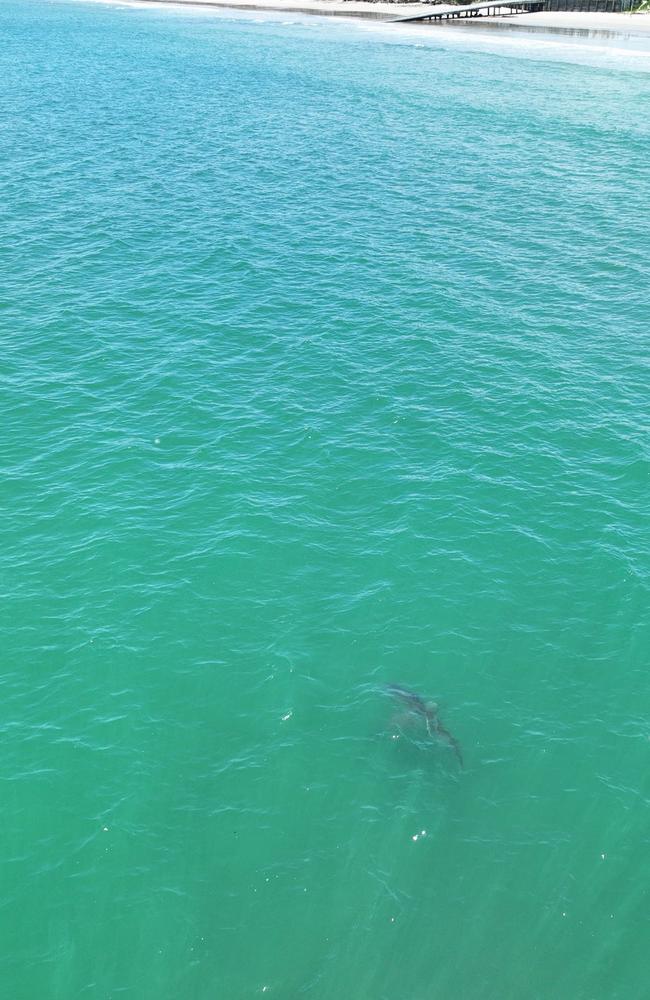 The tiger shark spotted off Woodgate. The image shows the shark and the proximity to the jetty. Photo: JC‘s Fishing Shenanigans’ Jeremy Chaseling.