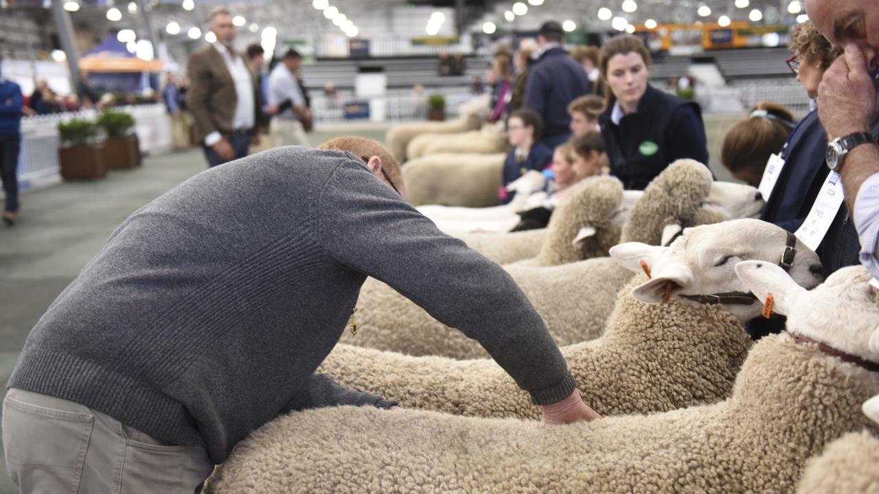 Judging in the interbreed ewe class at the Royal Melbourne Show on September 22, 2019. Photo: Dannika Bonser