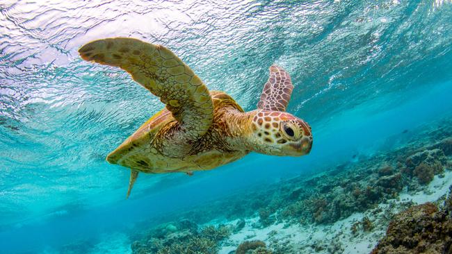 Lady Elliot Island’s lagoon is teeming with friendly turtles. Picture: Jeremy Sommerville