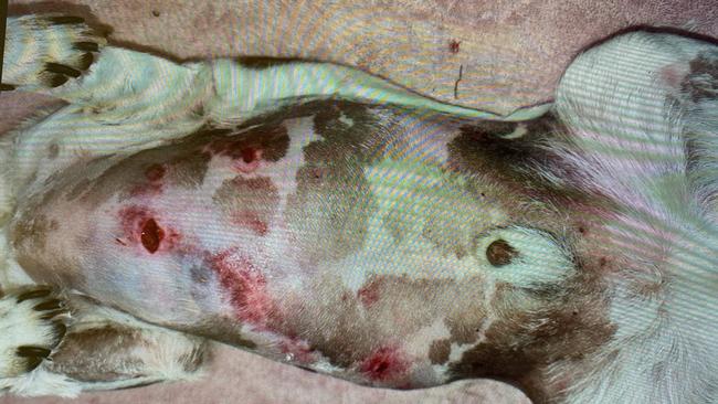 Puncture marks on Tuppy’s stomach. Picture: Supplied