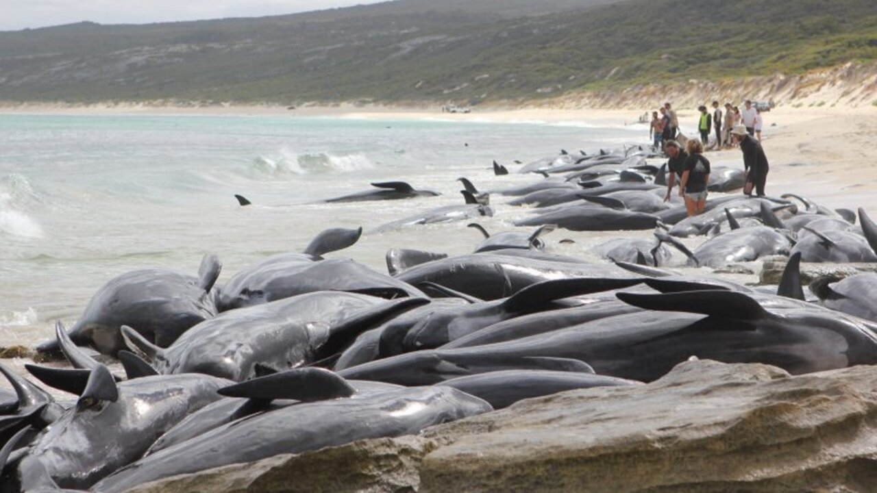 Reports say a number of whales stranded on WA beach have died