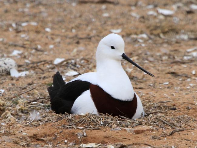 A banded stilt bird, another one of the native animals that were killed in the bungled experiments.