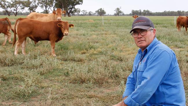 Tony Hooppell with some of his Limousin cows and bull calves on his Rochester property. He runs about 50 stud Limousin females alongside a smaller herd of Simmental cattle. Picture: Supplied