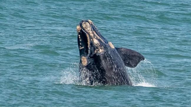 A Southern right whale mother captured at Logans beach Warrnambool by photographer Rodney Harris in 2021​ Picture: Rodney Harris Photography