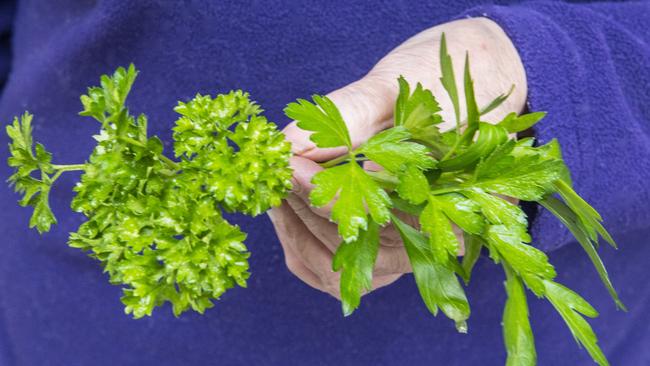 Favourites: Flat-leaf parsley and curly leaf parsley are unmatched for flavour among the wide variety of species in the plant’s family. Picture: Fawcett Media