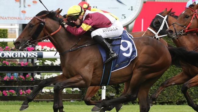 Colour Sergeant can begin his march towards the Big Dance with victoiry in Sunday's Nowra Cup. Picture: Grant Guy