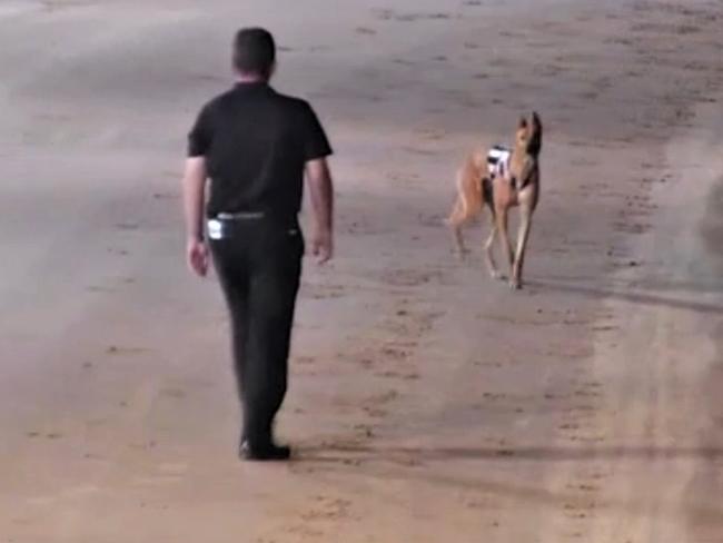 Winklee Hugo, who was euthanised in March 2022, about to be picked up on the track after suffering a broken leg while racing in Tasmania.