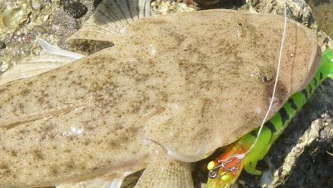 A flathead caught on the Zerek prawn for Hiro Nakamura column