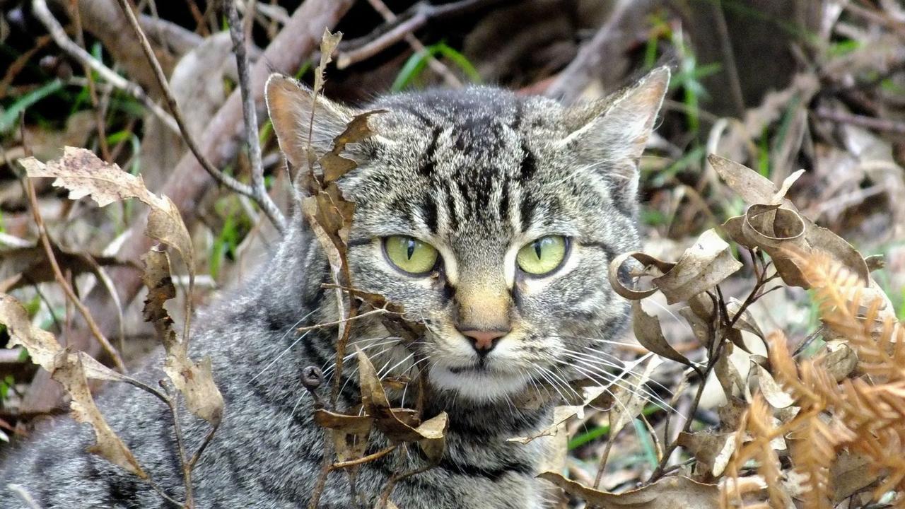 Feral Cat Trap - Eickemeyer Veterinary Technology