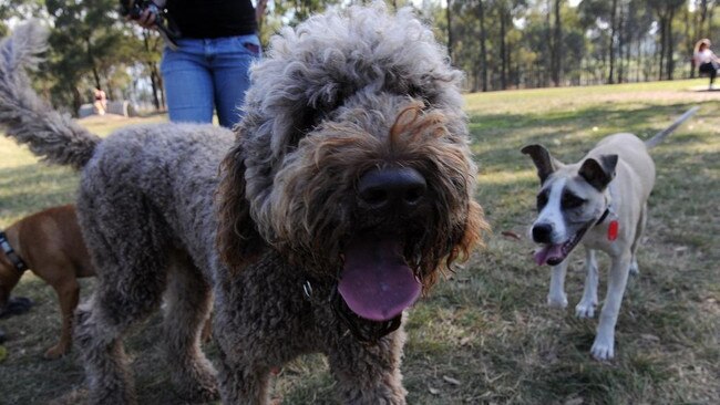 The council has carried out multiple dog poo inspections of local sporting fields.