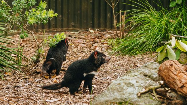 Tasmanian devil sisters at Auckland Zoo given palawa kani names wiri and wayana. Picture: supplied Auckland Zoo