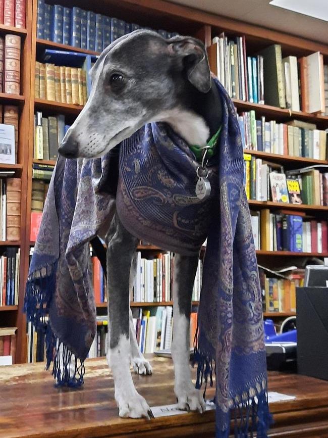 Oscar, a whippet, from O’Connell’s Bookshop. Picture: Supplied