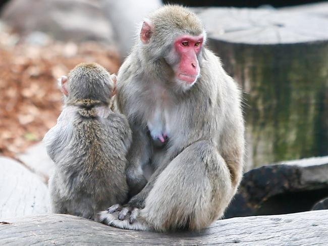 City Park Monkeys Launceston. Japanese Macaque. Picture: PATRICK GEE