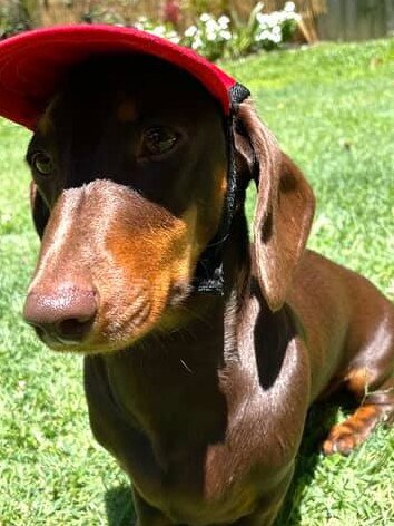 Carrara - my Miniature Dachshund Coco who will be 2 in June. She loves the beach, treats & kisses. She is one spoilt pupperino (but how can you not with her little face)