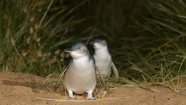 A visitor to Phillip Island was sad to find out the fairy penguins “don’t do any tricks”.