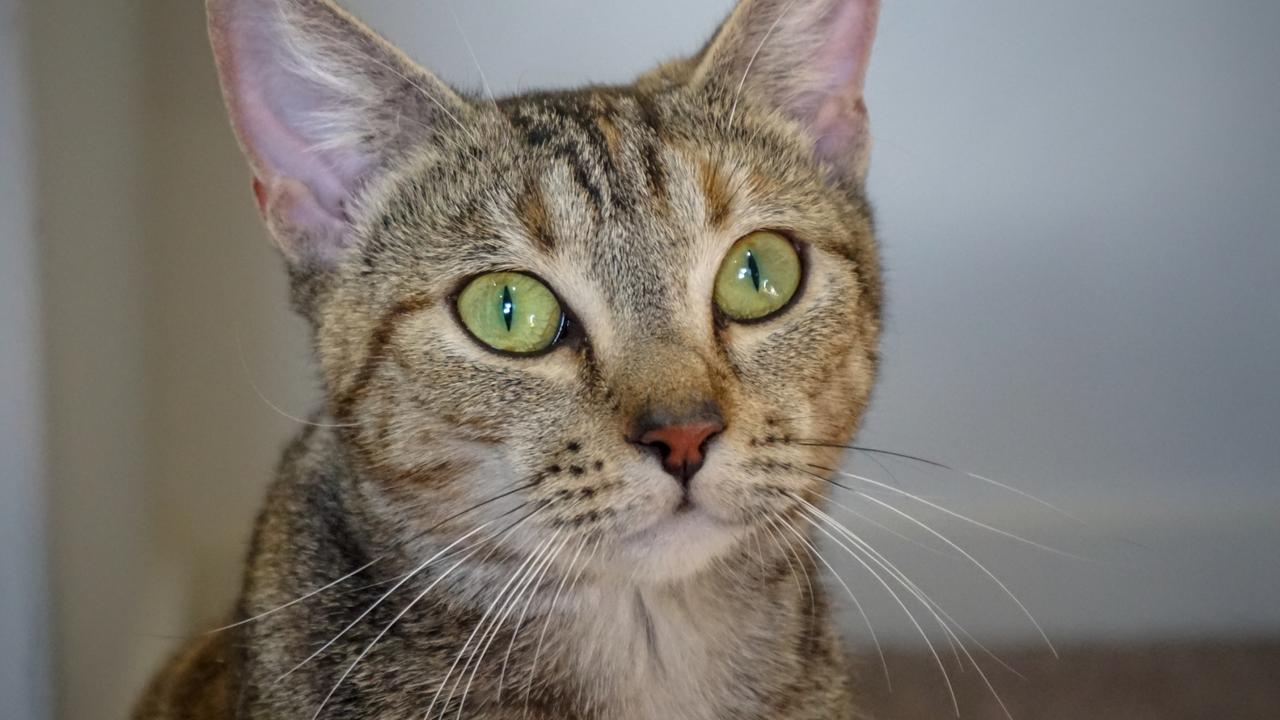 Pet adoption: Sweet, independent cat looking for new home