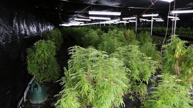 Police found almost 4,300 cannabis plants spanning 31 hydro houses. Picture: NSW Police