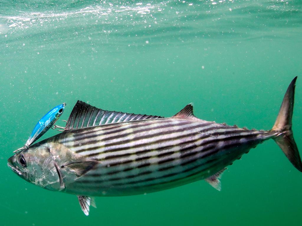 Catching bonito is all about retrieving lures really fast in Sydney and the  entire NSW coast says fishing guru Al McGlashan