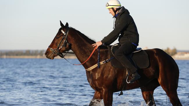 Early Morning recovery session for Winx after a historic victory at Randwick yesterday. Winx ridden by Ben Cadden (white helmet) and Foxplay ridden by Ben De Paiva (grey horse/red hat) take to the water at The Beach on Keemagh Avenue in Mascot today. Picture: David Swift.