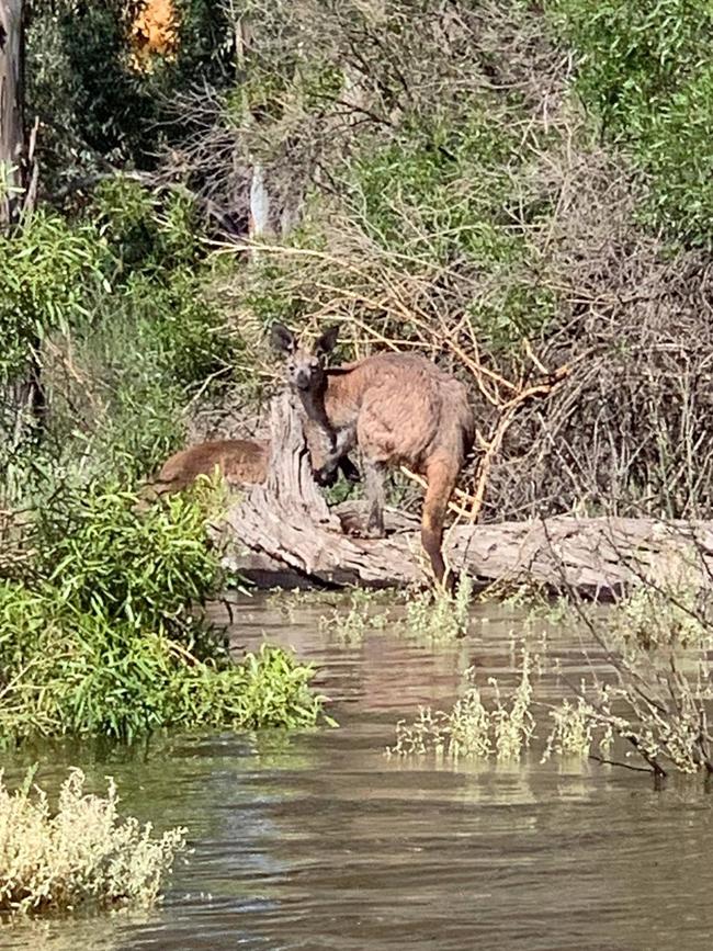 A trapped kangaroo. Picture: Animal Rescue Cooperative