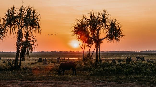 Bamurru Plains, NORTHERN TERRITORY